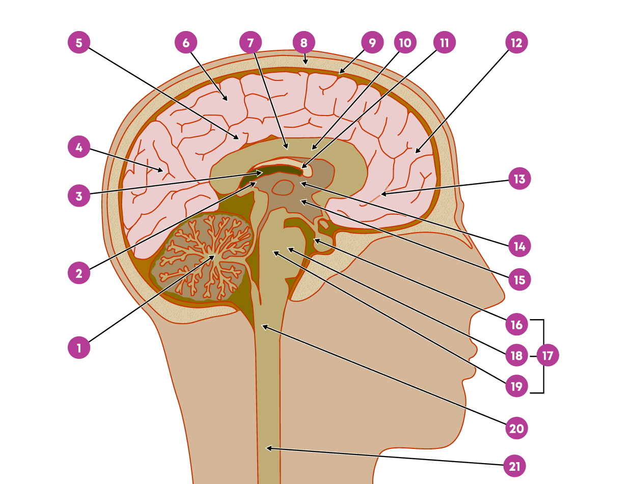 Aanvallen Hersenen Thumb Page Hoe Werken Hersenen Zet Alle Hersenen Aanvallen Hersenen Thumb Page Hoe Werken Hersenen Zet Alle Hersenen